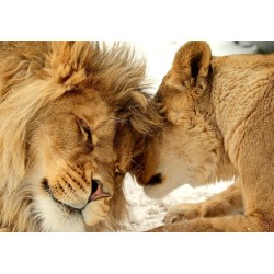 Fototapete - Lion Tenderness