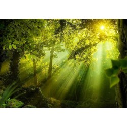 Fototapete - In a Secret Forest