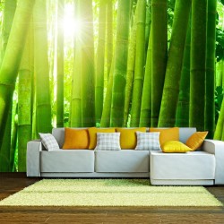 Fototapete - Sun and bamboo