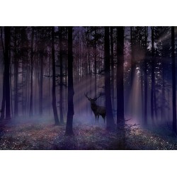 Fototapete - Mystical Forest - Second Variant