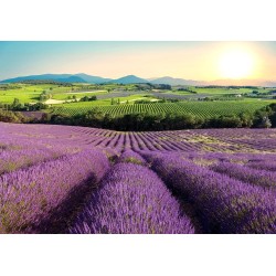 Fototapete - Lavender Field