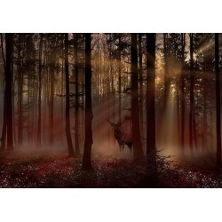 Fototapete - Mystical Forest - First Variant