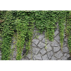 Fototapete - Green wall