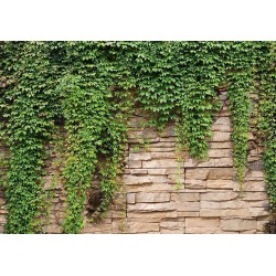 Fototapete - Ivy wall