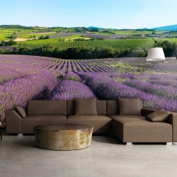 Fototapete - Lavender fields