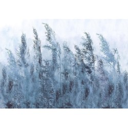 Fototapete - Tall Grasses - Grey