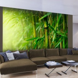 Fototapete - jungle - bamboo