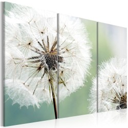 Acrylglasbild - Fluffy Dandelions