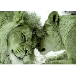 Fototapete - Lion Tenderness (Green)