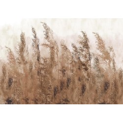 Fototapete - Tall Grasses - Brown