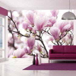 Fototapete - Magnolia bloosom