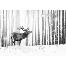 Fototapete - Deer in the Snow (Black and White)