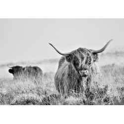 Fototapete - Highland Cattle