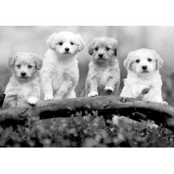 Fototapete - Four Puppies