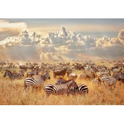 Fototapete - Zebra Land