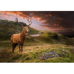 Fototapete - Deer on Hill
