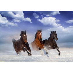 Fototapete - Horses in the Snow