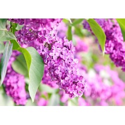 Fototapete - Lilac flowers