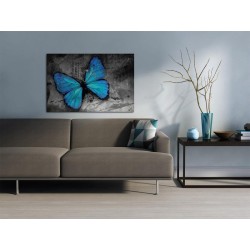 Leinwandbild - The study of butterfly