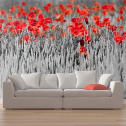 Fototapete - Red poppies on black and white background