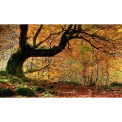 Fototapete - Autumn, forest and leaves