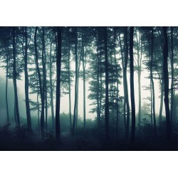 Fototapete - Dark Forest