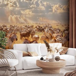 Fototapete - Zebra Land