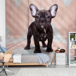 Fototapete - French Bulldog