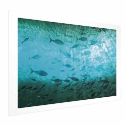 Poster - Group of Dark Fish